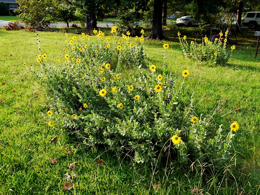 {Helianthus mollis}